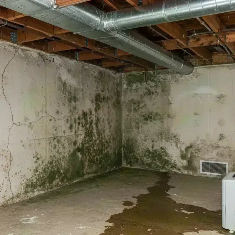 Professional Mold Removal in Uniontown, OH